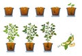 Soy beans seed sprout in pot icons set, flat style