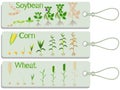 Soy, corn and wheat plant growth cycle tags.