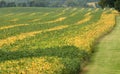 Soy Field Royalty Free Stock Photo