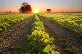 Soy field and soy plants growing in rows, at sunset Royalty Free Stock Photo