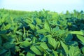Soy field with rows of soya bean plants Royalty Free Stock Photo