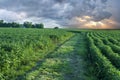 Soy field with rows of soya bean plants Royalty Free Stock Photo