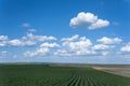 Soy field with rows of soya and beautiful white clouds Royalty Free Stock Photo