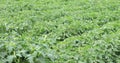 Soy field at windy day, steadicam