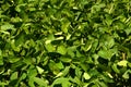 Soy field with young soy plants grow in bavaria at july Royalty Free Stock Photo