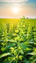 Soy flowers in sunny field. Green growing soybeans