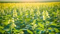 Soy flowers in sunny field. Green growing soybeans