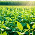 Soy flowers in sunny field. Green growing soybeans