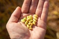 Soy on hand. Soy. Soybean field. Soybeans on the field in autumn. Royalty Free Stock Photo