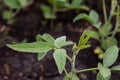 Soy leaves close-up. Experimental fields for gene modification or farm Royalty Free Stock Photo