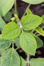Soy leaves close-up. Experimental fields for gene modification or farm Royalty Free Stock Photo