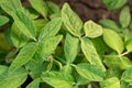 Soy leaves close-up. Experimental fields for gene modification or farm Royalty Free Stock Photo