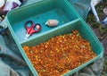 Soy pieces used as bait for carp fishing.