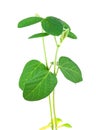 Soy plant Royalty Free Stock Photo