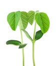 Soy plant Royalty Free Stock Photo