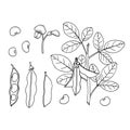 Soy plant; beans and leaves. Hand draw skech Royalty Free Stock Photo