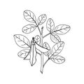 Soy plant; beans and leaves. Hand drawn sketch Royalty Free Stock Photo