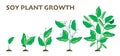 Soy plant growth. Agriculture cycle of soybean germination and growing stages, flat farming infographic with seedling