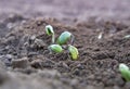 Soy plant sprouting Royalty Free Stock Photo