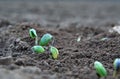 Soy plant sprouting Royalty Free Stock Photo