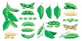 Soy plant. Vegetarian food, organic agriculture, vegan diet concept, fresh green soybean pod and leaves. Vector isolated