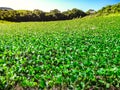 Soy plantation in a farm in the south of Brazil