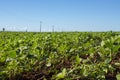 Soy plantation in Dourados Mato Grosso do Sul Brazil