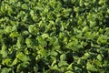 Soy plantation in Dourados Mato Grosso do Sul Brazil