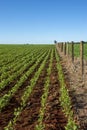 Soy plantation in Dourados Mato Grosso do Sul Brazil