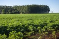 Soy plantation in Dourados Mato Grosso do Sul Brazil