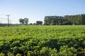 Soy plantation in Dourados Mato Grosso do Sul Brazil