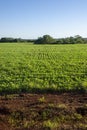 Soy plantation in Dourados Mato Grosso do Sul Brazil