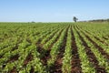 Soy plantation in Dourados Mato Grosso do Sul Brazil