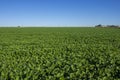 Soy plantation in Dourados Mato Grosso do Sul Brazil