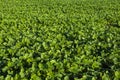 Soy plantation in Dourados Mato Grosso do Sul Brazil