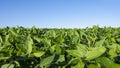 Soy plantation in Dourados Mato Grosso do Sul Brazil