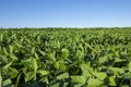 Soy plantation in Dourados Mato Grosso do Sul Brazil