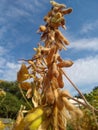 Soy pods in senescence