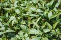 Soy pods at sunset, close up. Agricultural soy plantation and sunshine. Soy bean plant in sunny field . Green growing Royalty Free Stock Photo