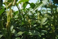 Soy pods at sunset, close up. Agricultural soy plantation and sunshine. Soy bean plant in sunny field . Green growing Royalty Free Stock Photo