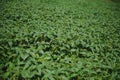 Soy pods at sunset, close up. Agricultural soy plantation and sunshine. Soy bean plant in sunny field . Green growing Royalty Free Stock Photo