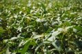 Soy pods at sunset, close up. Agricultural soy plantation and sunshine. Soy bean plant in sunny field . Green growing Royalty Free Stock Photo