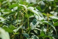 Soy pods at sunset, close up. Agricultural soy plantation and sunshine. Soy bean plant in sunny field . Green growing Royalty Free Stock Photo