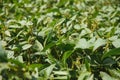 Soy pods at sunset, close up. Agricultural soy plantation and sunshine. Soy bean plant in sunny field . Green growing Royalty Free Stock Photo