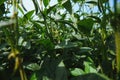 Soy pods at sunset, close up. Agricultural soy plantation and sunshine. Soy bean plant in sunny field . Green growing Royalty Free Stock Photo