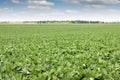 Soya bean field landscape