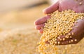 Soya bean seed in hands of farmer