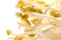 Soya Bean Sprouts Royalty Free Stock Photo