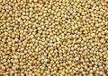 Soya Beans Royalty Free Stock Photo