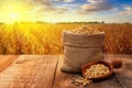 soya beans in burlap sack and wooden scoop on table with ripe field on sunset as background